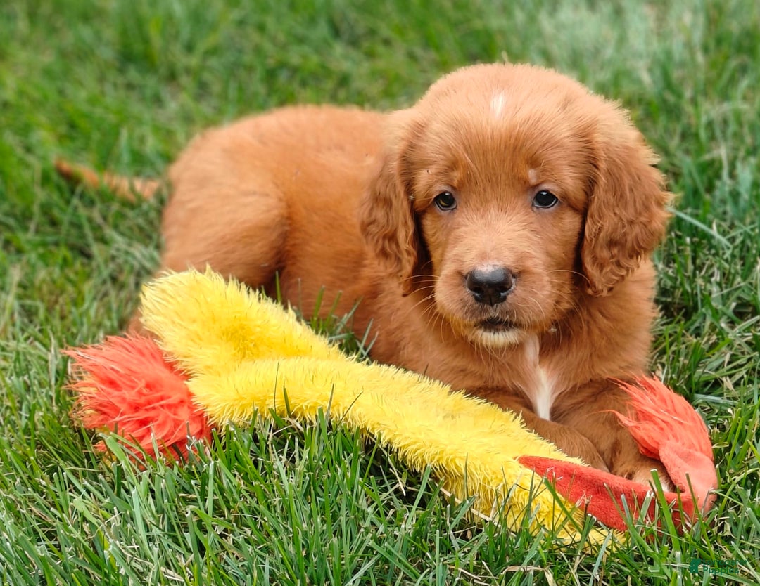 Goldendoodle dogs for sale: River - Image 25