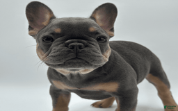 French Bulldog dogs for sale: Montreal - Image 5