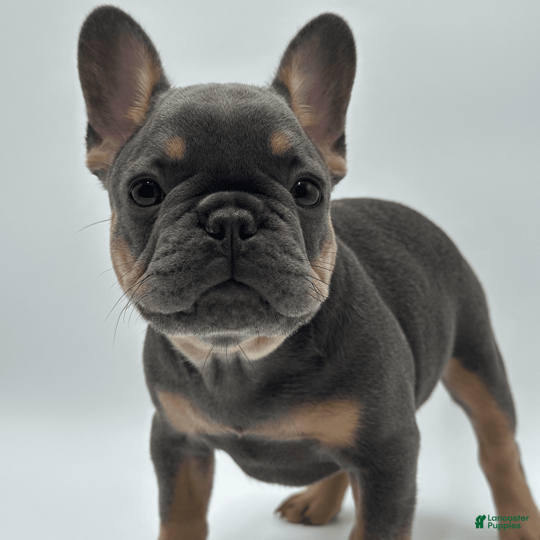 French Bulldog dogs for sale: Montreal - Image 5