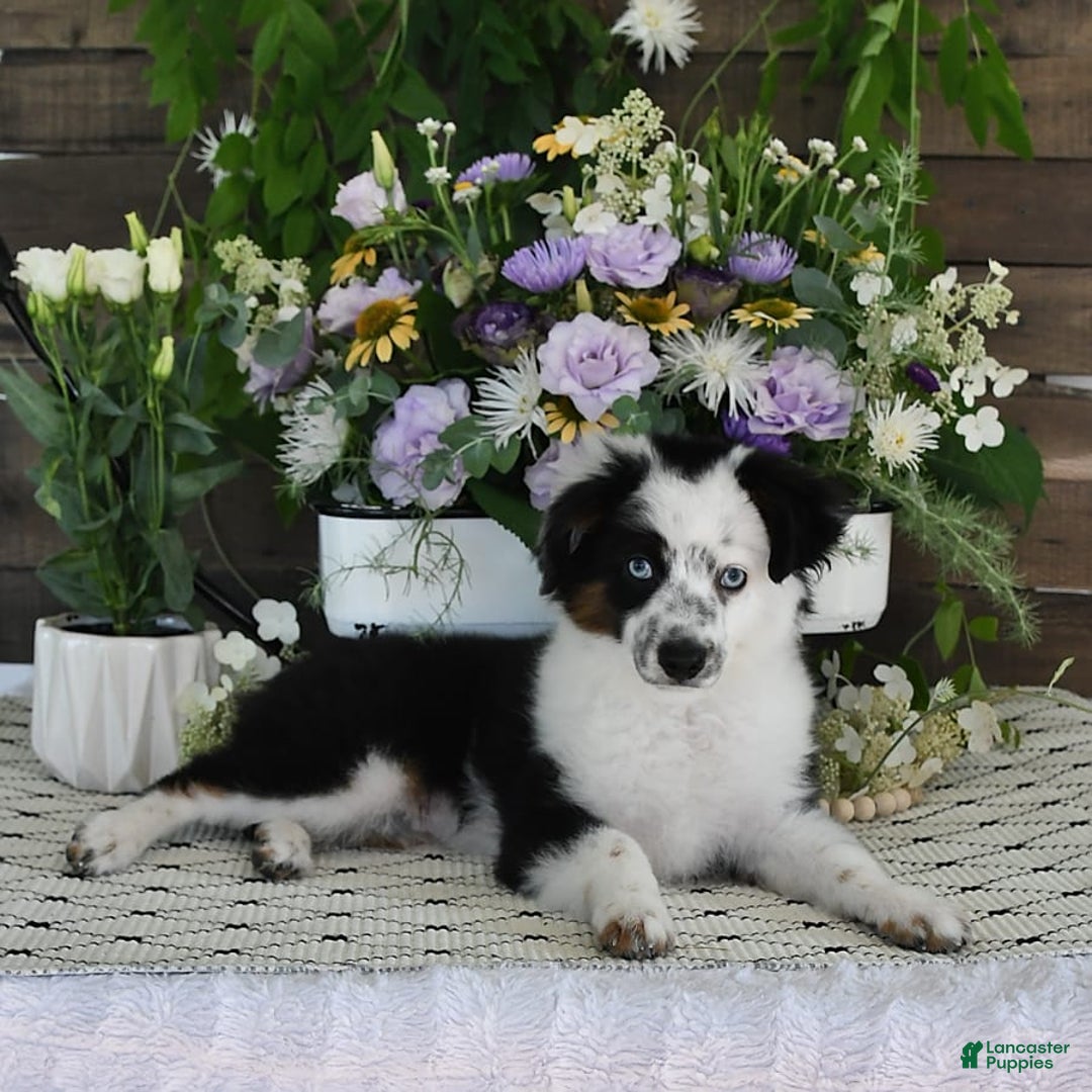 Miniature Australian Shepherd dogs for sale: Axel Toy - Image 40