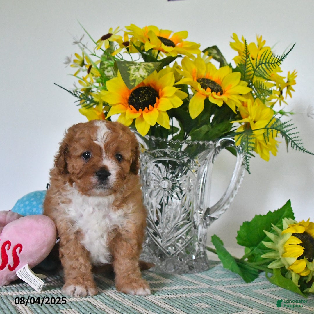Cavapoo dogs for sale: Carmella - Image 4