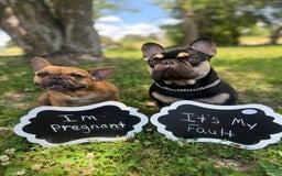 French Bulldog dogs for sale: Simba - Image 9