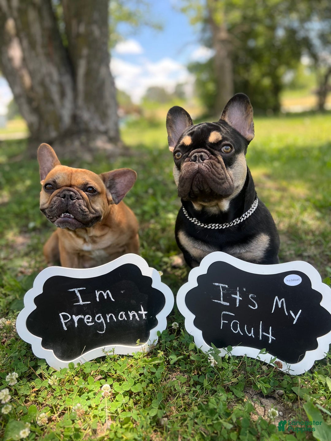 French Bulldog dogs for sale: Simba - Image 9