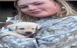 Labrador Retriever dogs for sale: Frost - Image 2