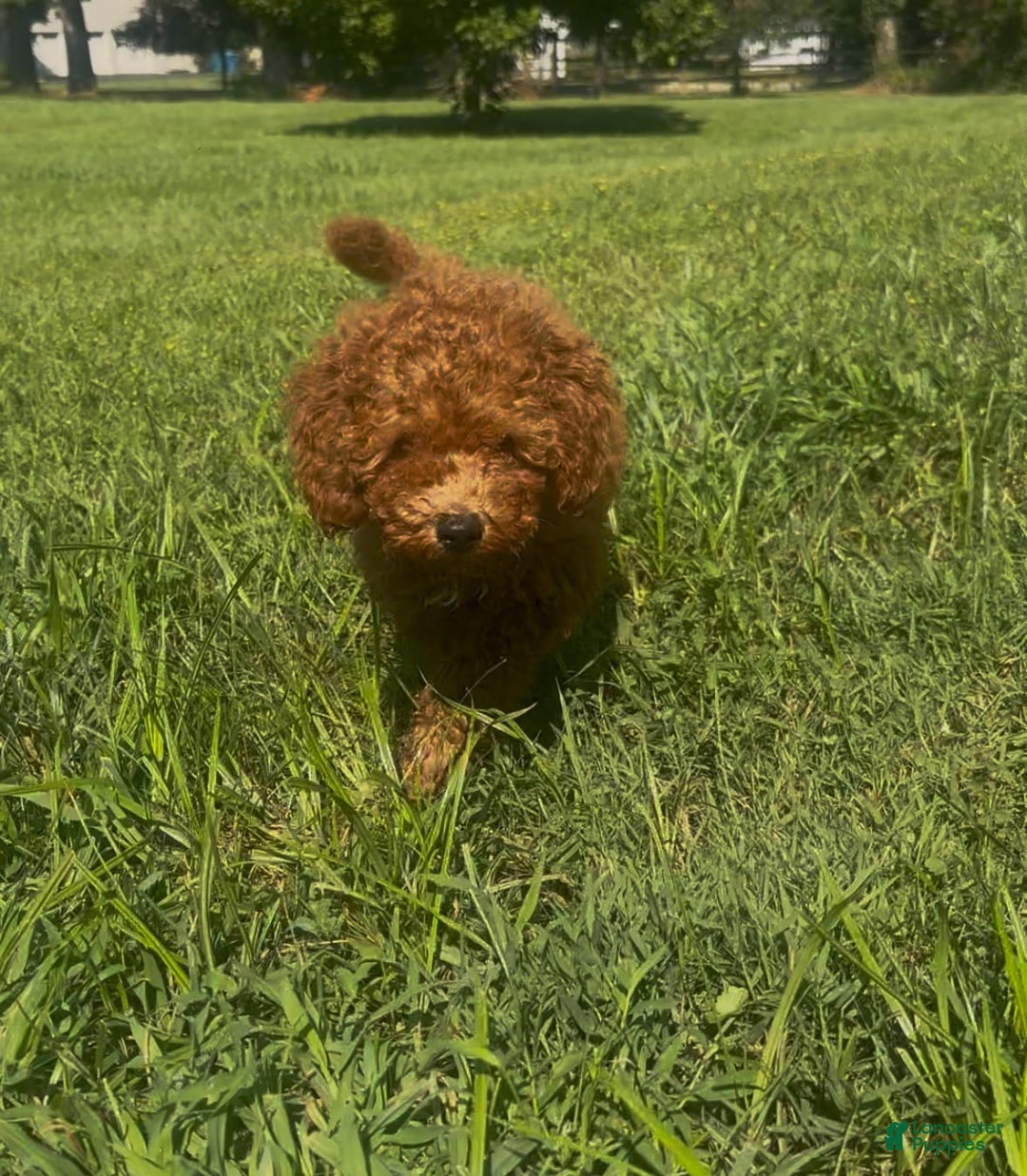 Cockapoo dogs for sale: Cupcake - Image 4