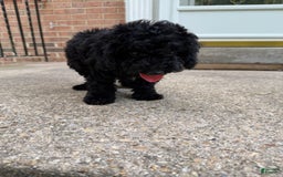 Miniature Poodle dogs for sale: Max - Image 1
