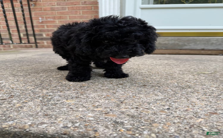 Miniature Poodle dogs for sale - Ad 5