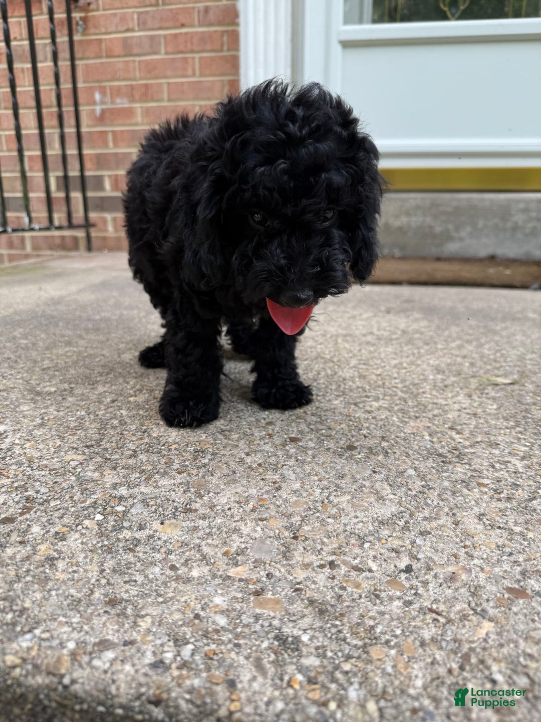 Miniature Poodle dogs for sale: Max - Image 1