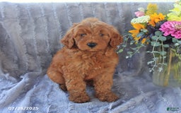 Mini Goldendoodle dogs for sale: Unity - Image 8