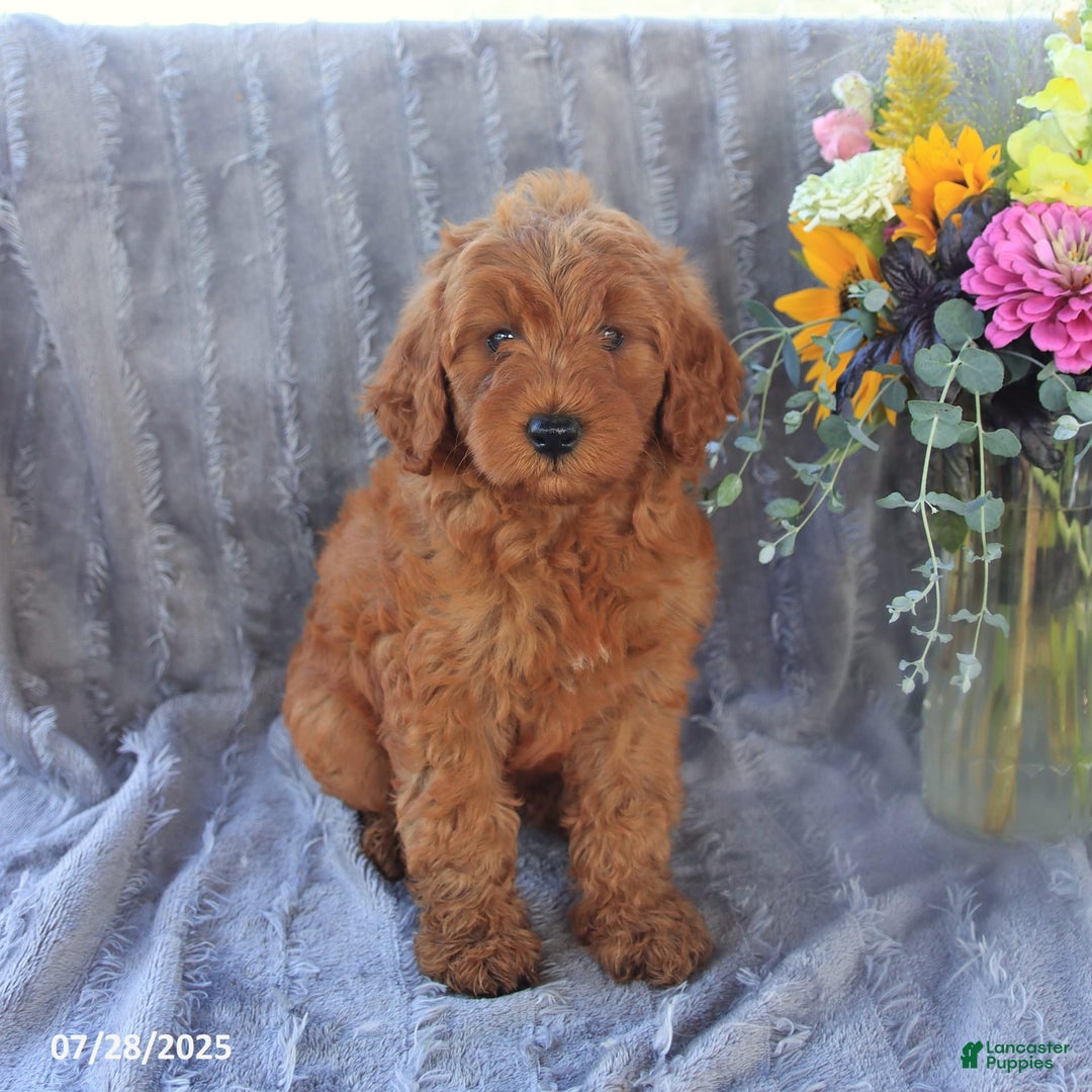 Mini Goldendoodle dogs for sale: Unity - Image 8