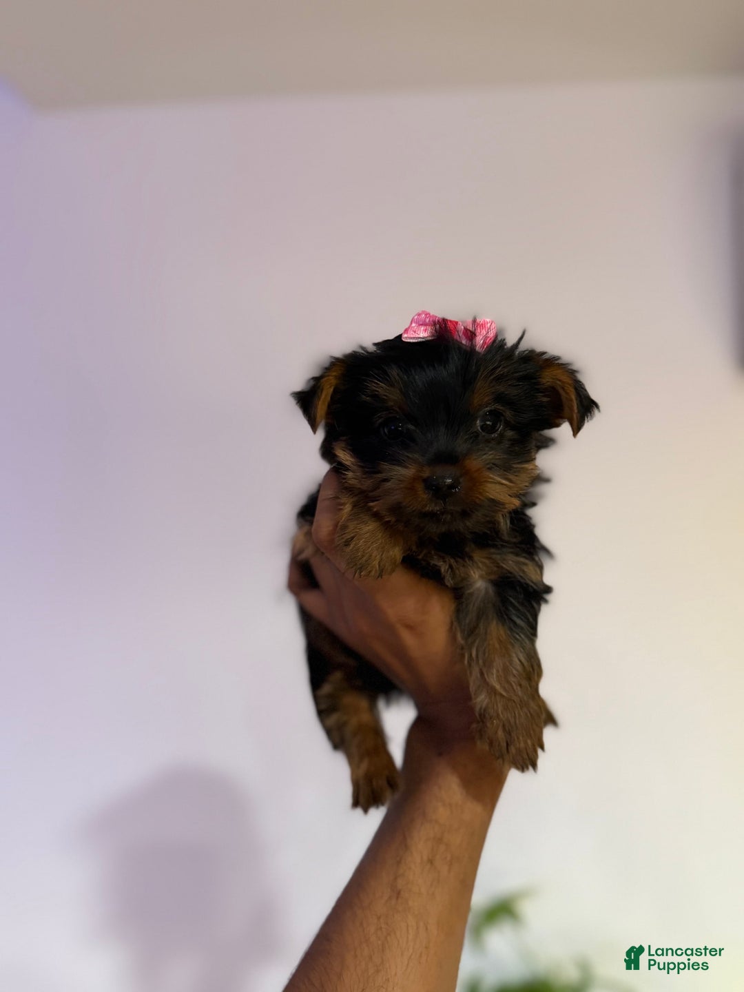 Yorkshire Terrier dogs for sale: Diamond - Image 6