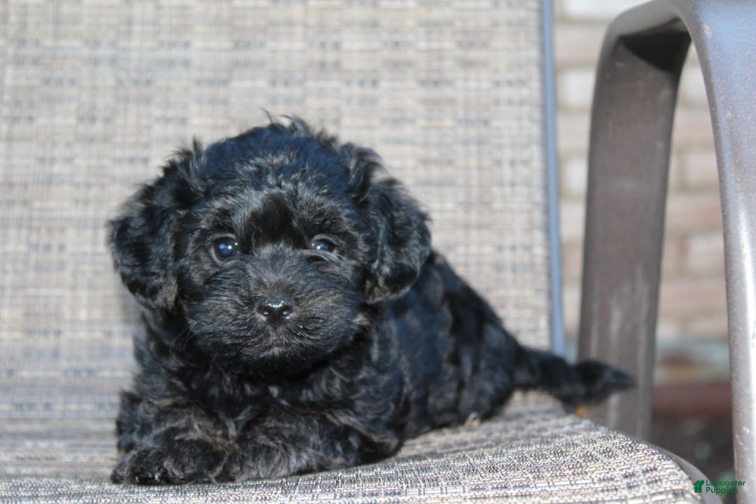 Yorkiepoo dogs for sale: Riley - Listing for pets: Riley, Roxy - Image 3
