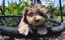 Havapoo dogs for sale: Zodiac - Image 2