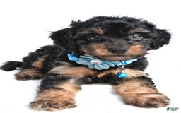 Cavapoo dogs for sale: Brooklyn - Image 5