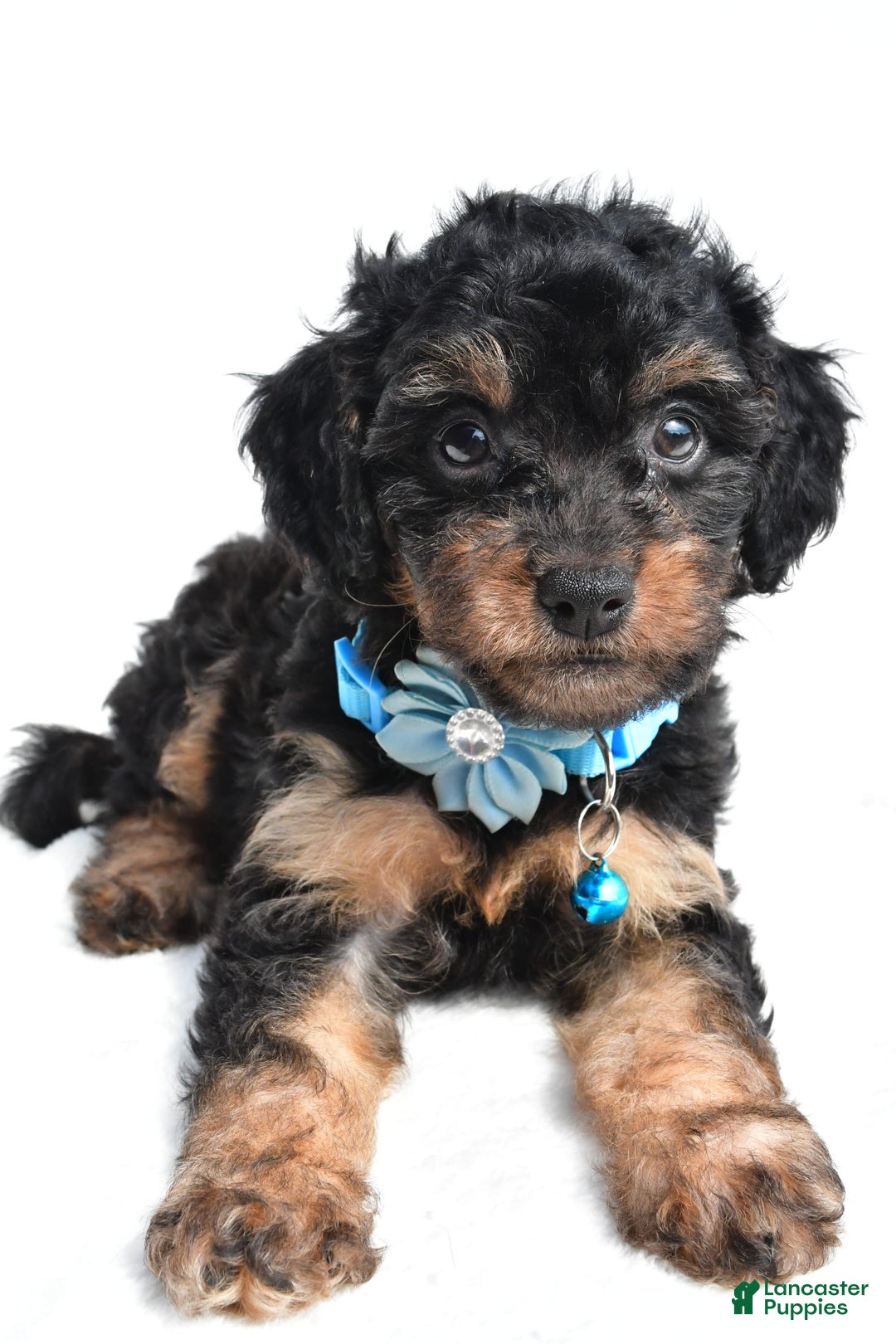 Cavapoo dogs for sale: Brooklyn - Image 5