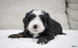 Mini Bernedoodle dogs for sale: Leo - Image 2