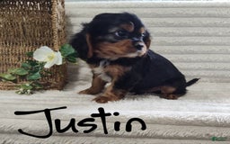 Cavalier King Charles Spaniel dogs for sale: Justin - Image 2