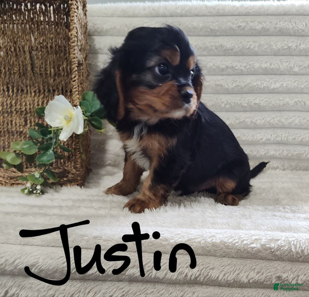 Cavalier King Charles Spaniel dogs for sale: Justin - Image 2