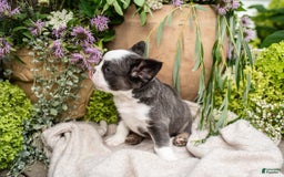 French Bulldog dogs for sale: Ace - Image 6