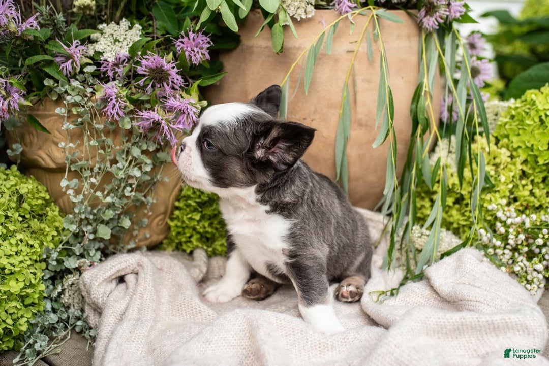 French Bulldog dogs for sale: Ace - Image 6