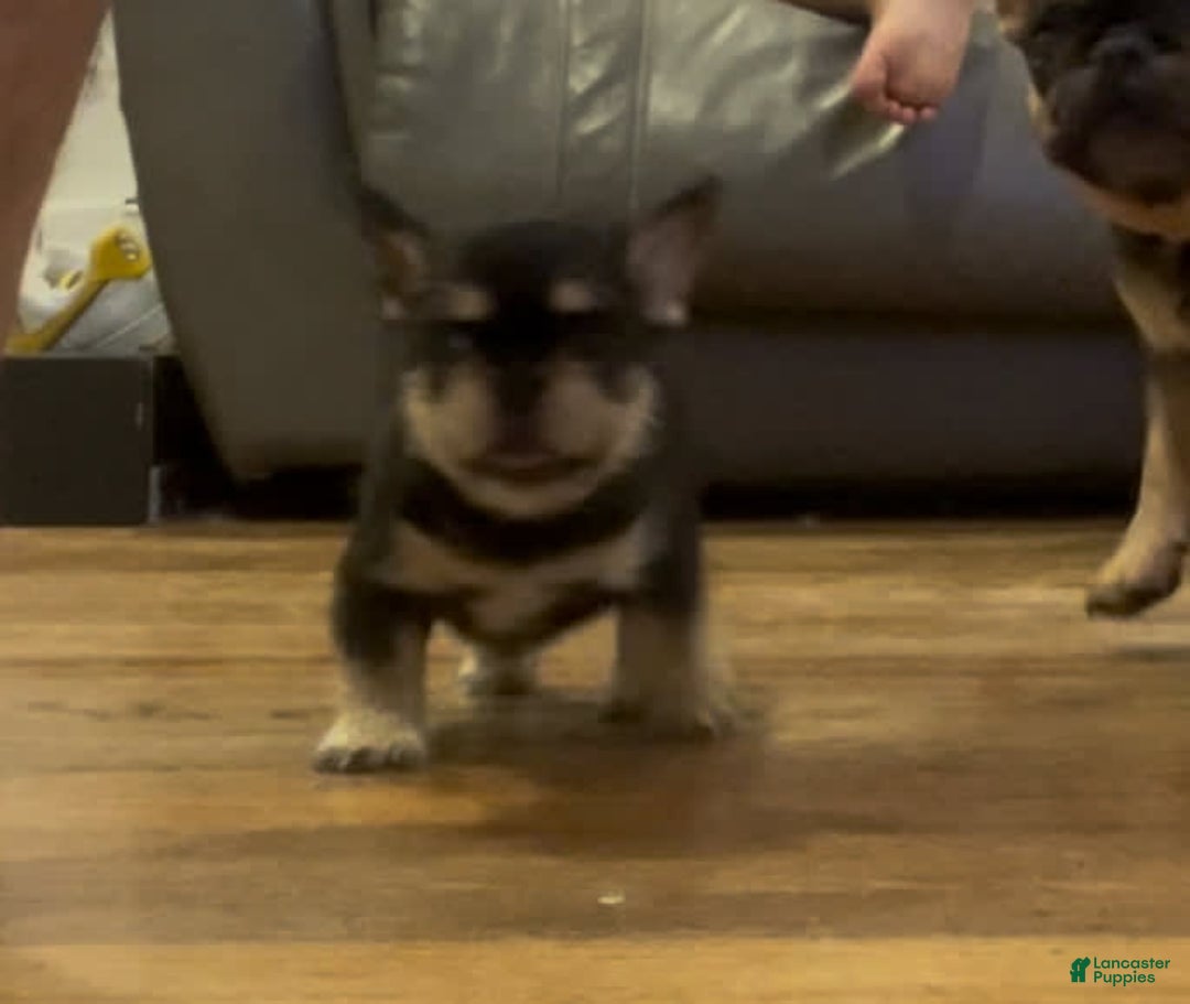French Bulldog dogs for sale: Hay Wire - Image 1