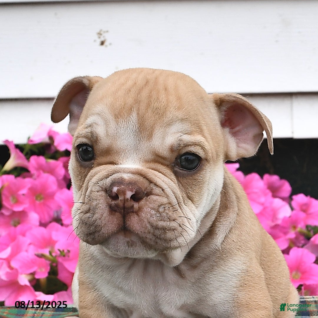 English Bulldog dogs for sale: Butch - Image 2