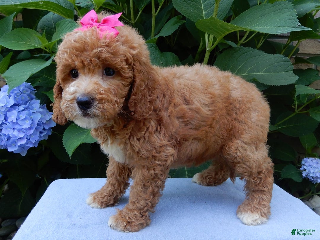 Mini Goldendoodle dogs for sale: Janice - Image 1