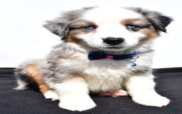 Miniature Australian Shepherd dogs for sale: Tundra - Image 7