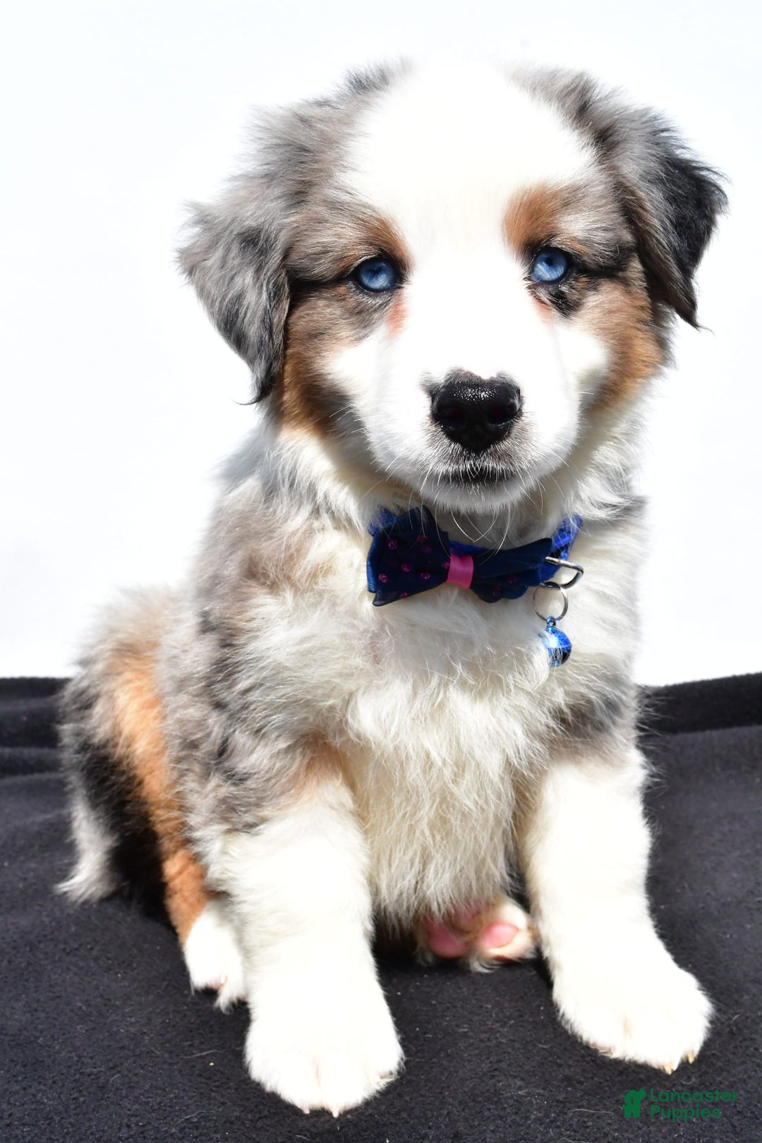 Miniature Australian Shepherd dogs for sale: Tundra - Image 7