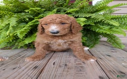 Goldendoodle dogs for sale: Asher - Image 7