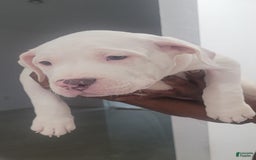 American Bully dogs for sale: Diamond - Image 4