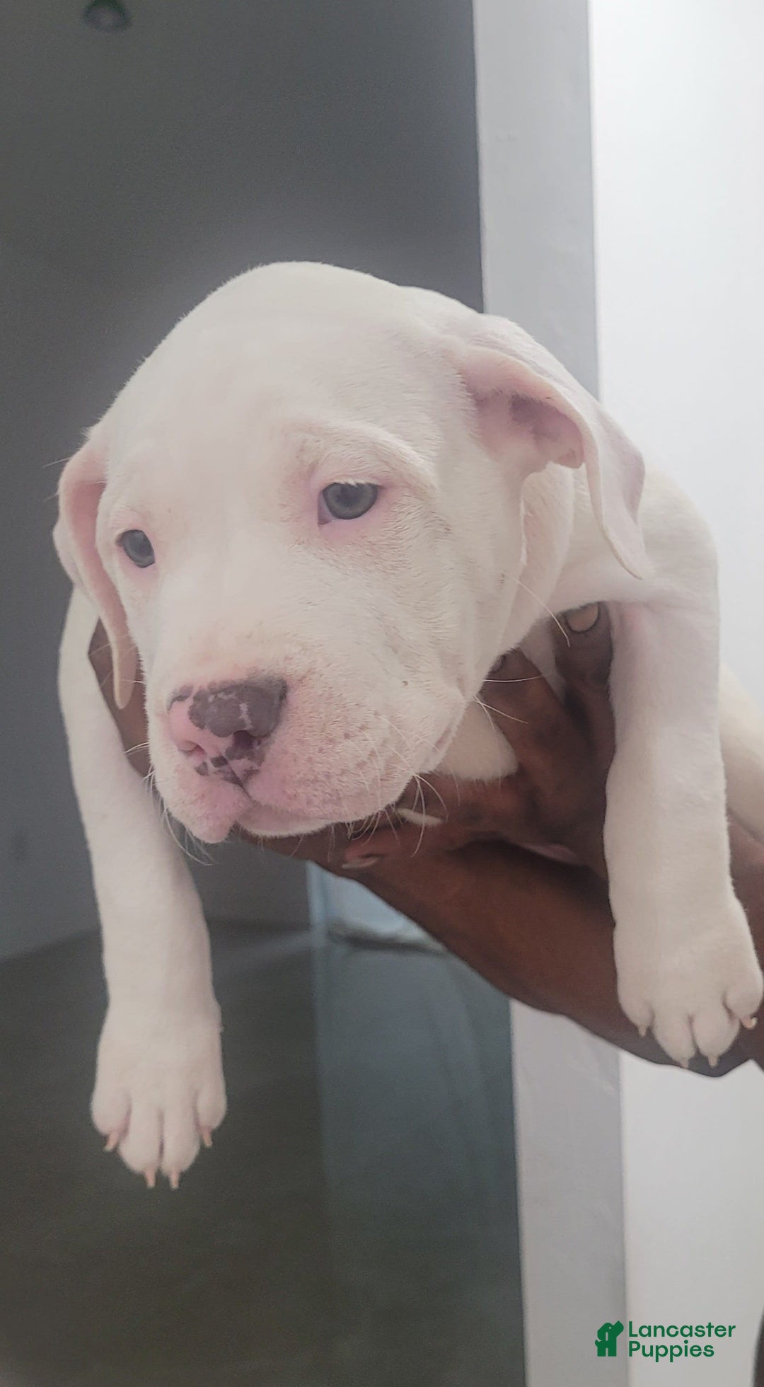 American Bully dogs for sale: Diamond - Image 4