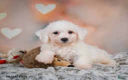 Bichon Frise dogs for sale: Bobby - Image 5
