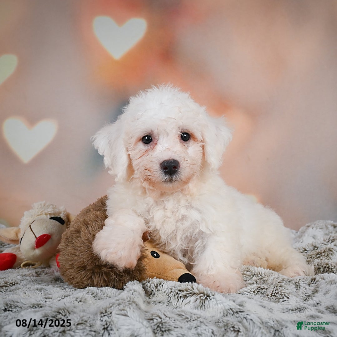 Bichon Frise dogs for sale: Bobby - Image 5