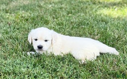 Golden Retriever dogs for sale: Harper - Image 1