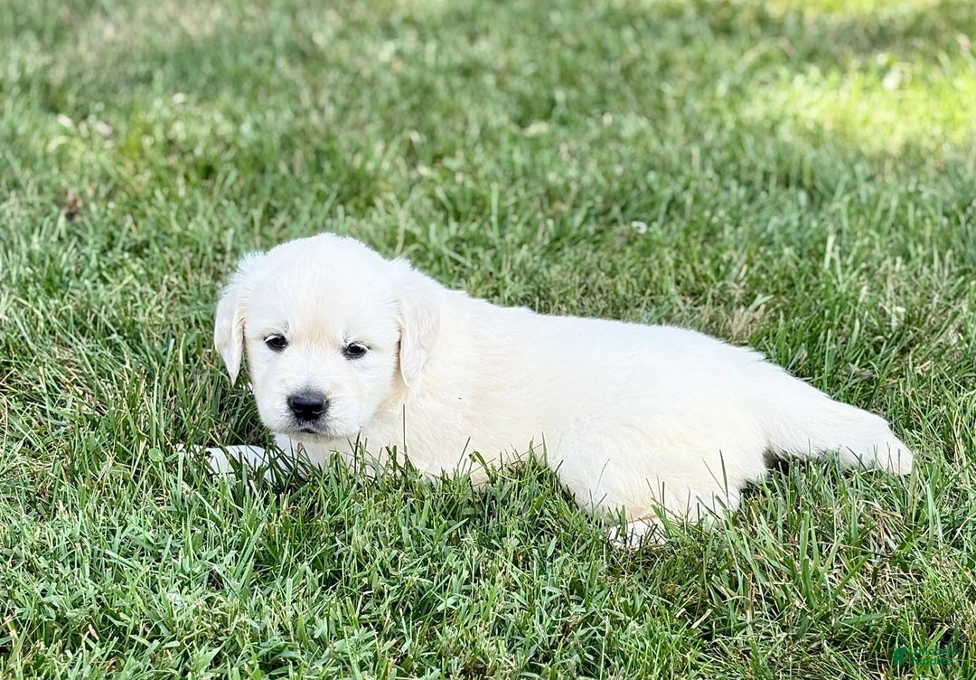 Golden Retriever dogs for sale: Harper - Image 1