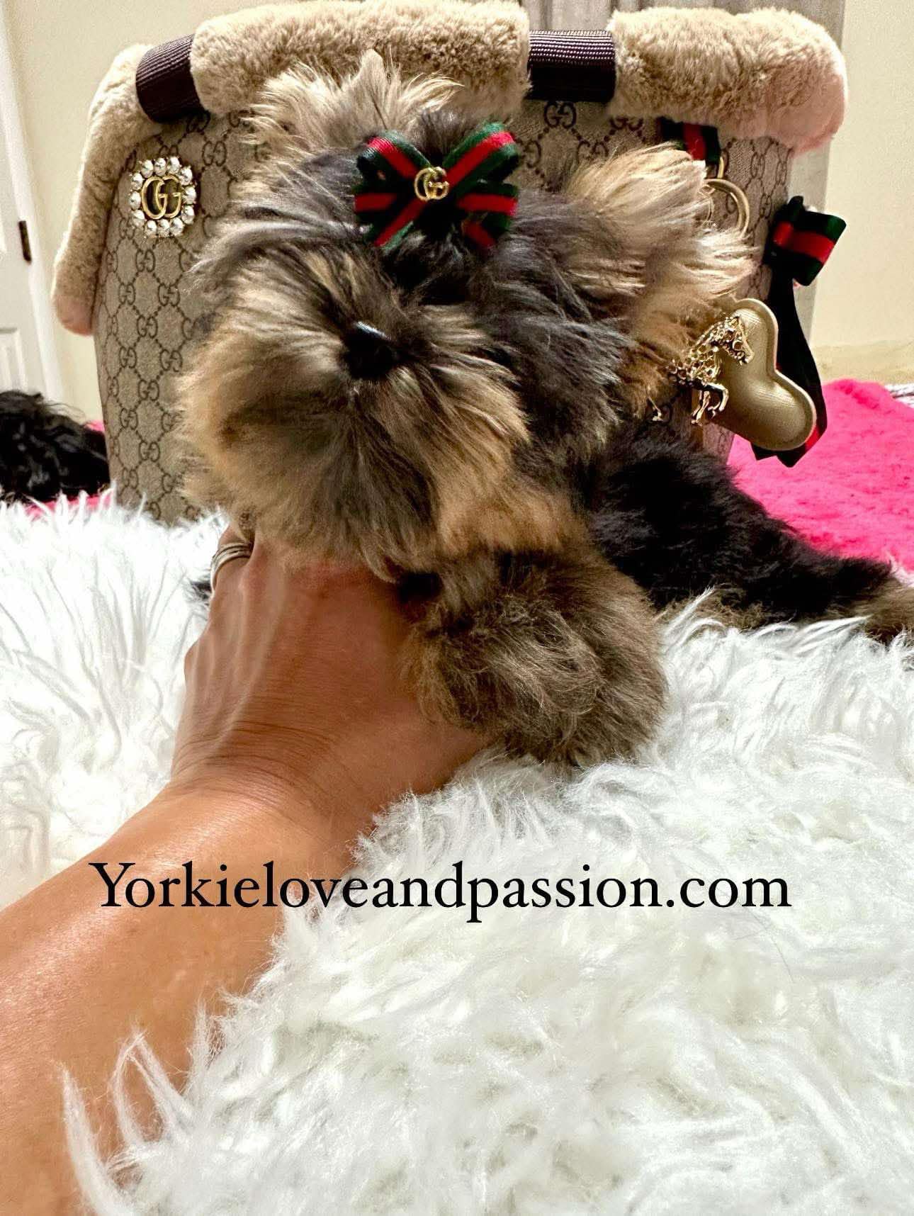 Yorkshire Terrier dogs for sale: Yorkshire Terrier 5 puppies - Image 29