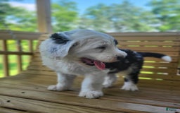 Standard Poodle dogs for sale: Cedar - Image 2