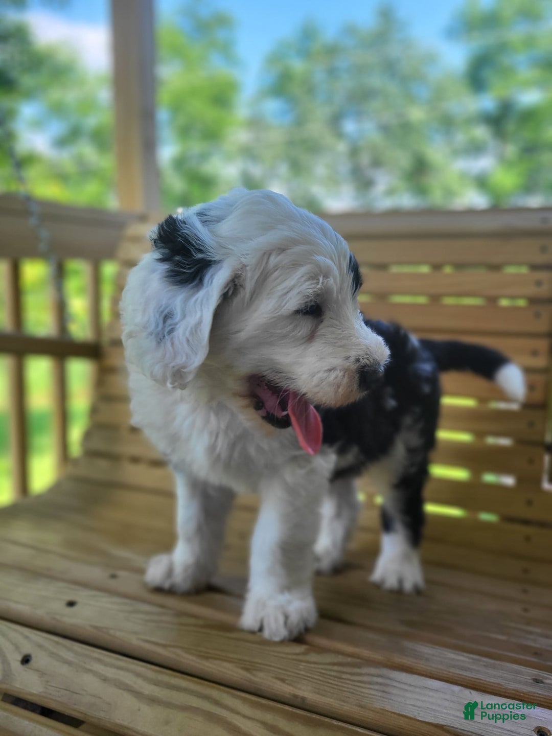 Standard Poodle dogs for sale: Cedar - Image 2