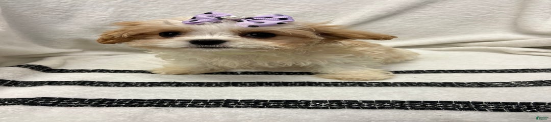 Bean