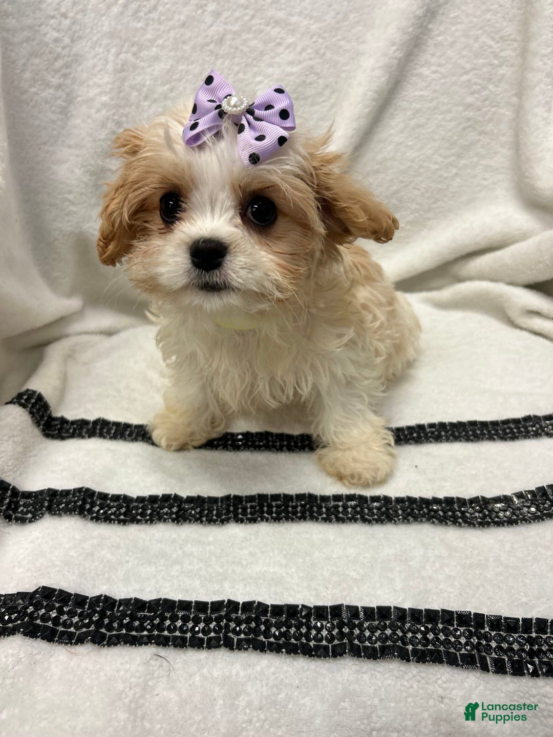 Cavapoo dogs for sale: Bean - Image 1