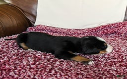 Greater Swiss Mountain Dog dogs for sale: Georgia - Image 13