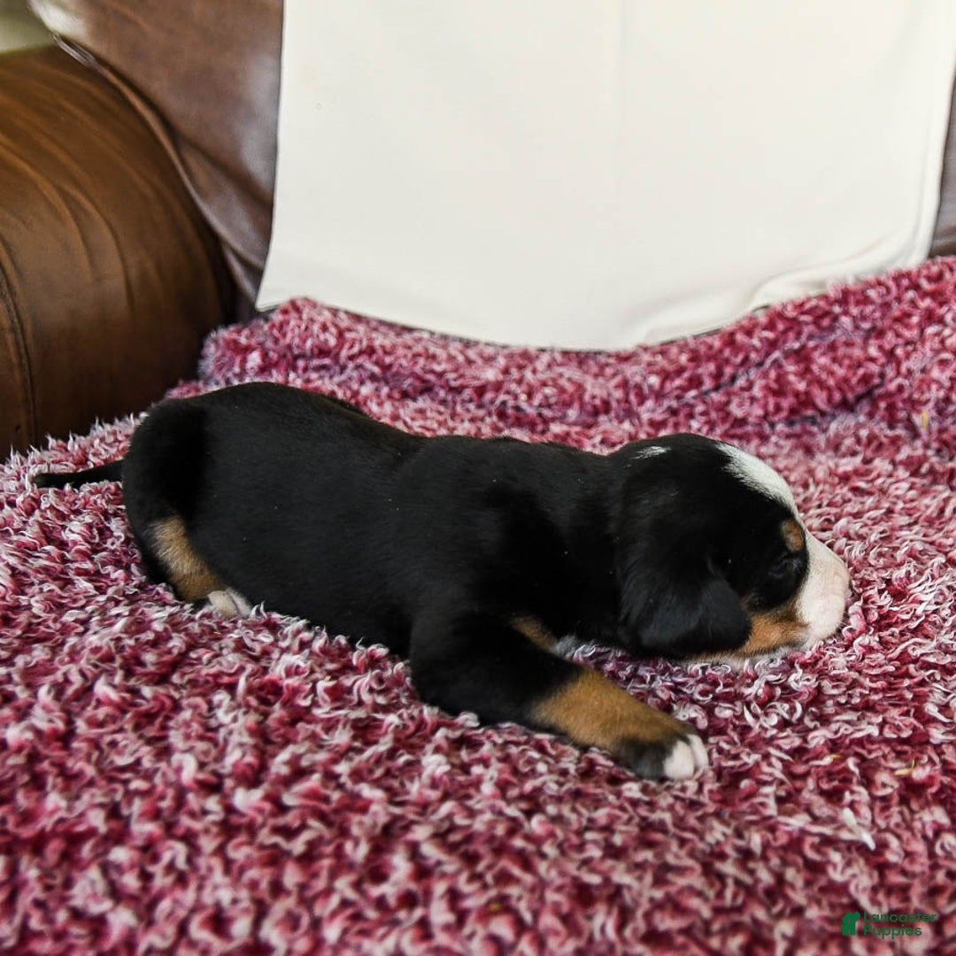 Greater Swiss Mountain Dog dogs for sale: Georgia - Image 13