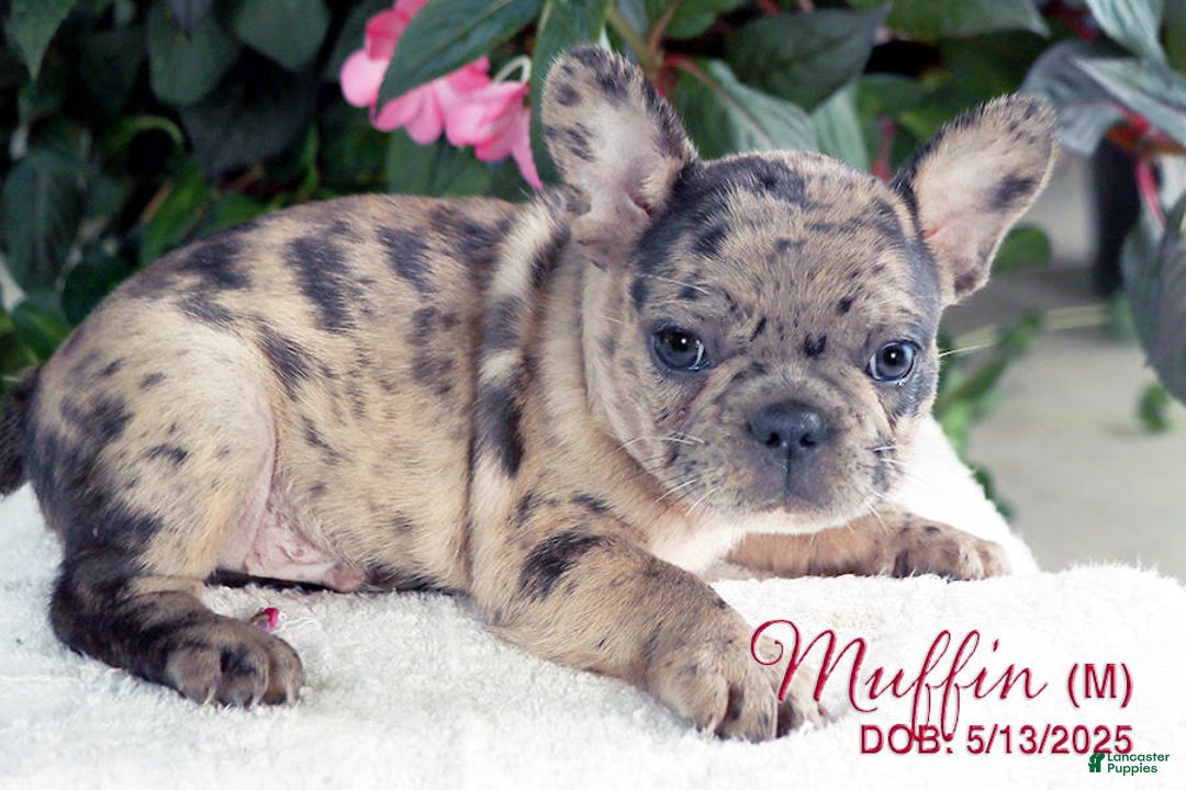 French Bulldog dogs for sale: French Bulldog 6 puppies - Image 6