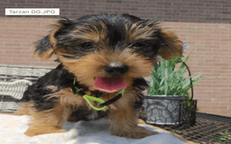 Yorkshire Terrier dogs for sale: Tarzan - Image 2