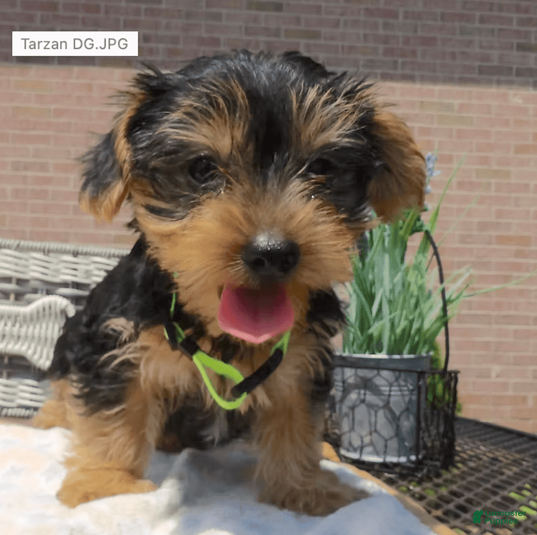 Yorkshire Terrier dogs for sale: Tarzan - Image 2