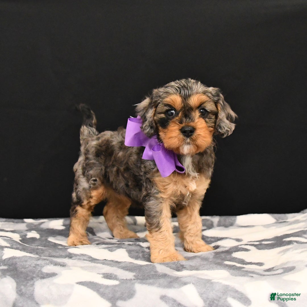 Cavapoo dogs for sale: Charm - Image 3