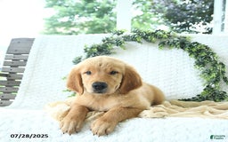 Golden Retriever dogs for sale: Alec - Image 18