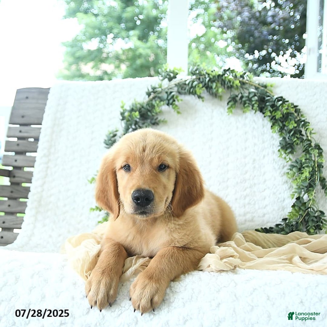 Golden Retriever dogs for sale: Alec - Image 18