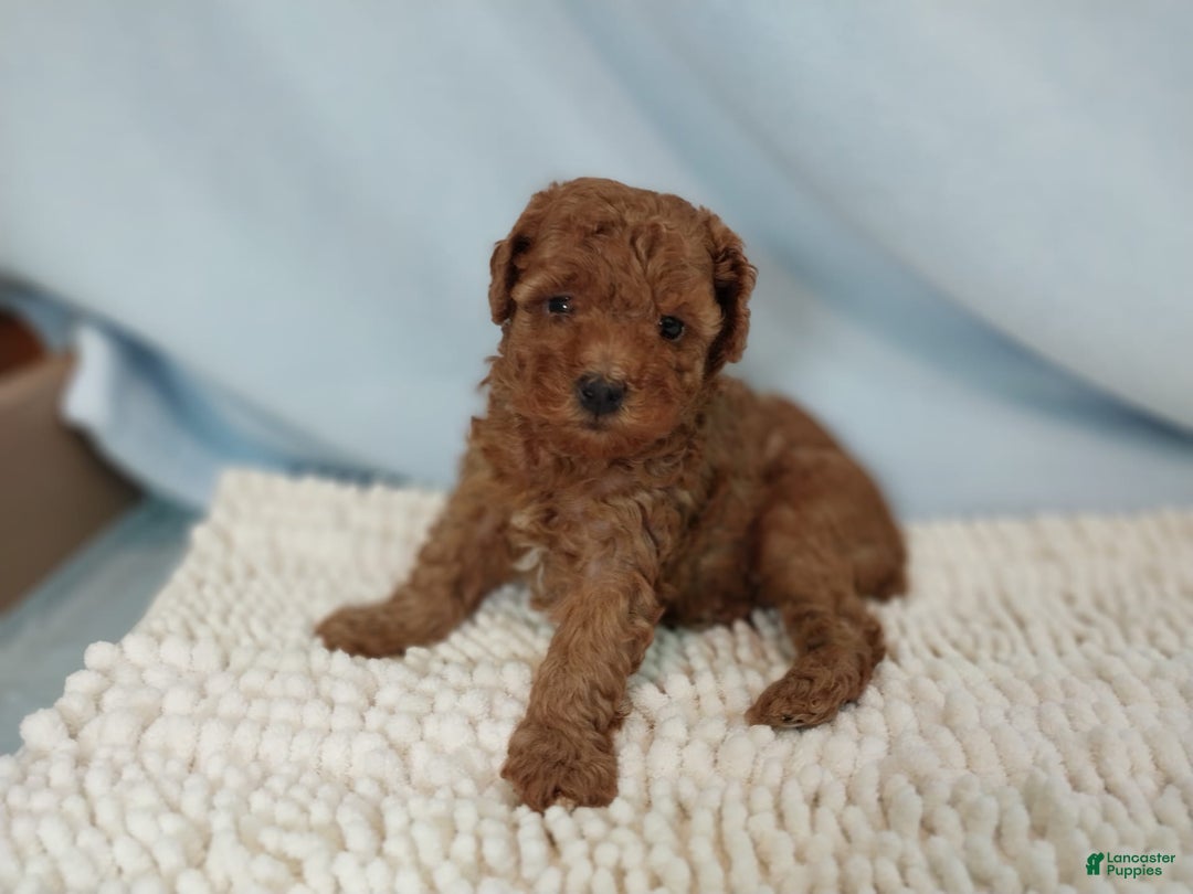 Toy Poodle dogs for sale: Toy Poodle 1 puppies - Image 1